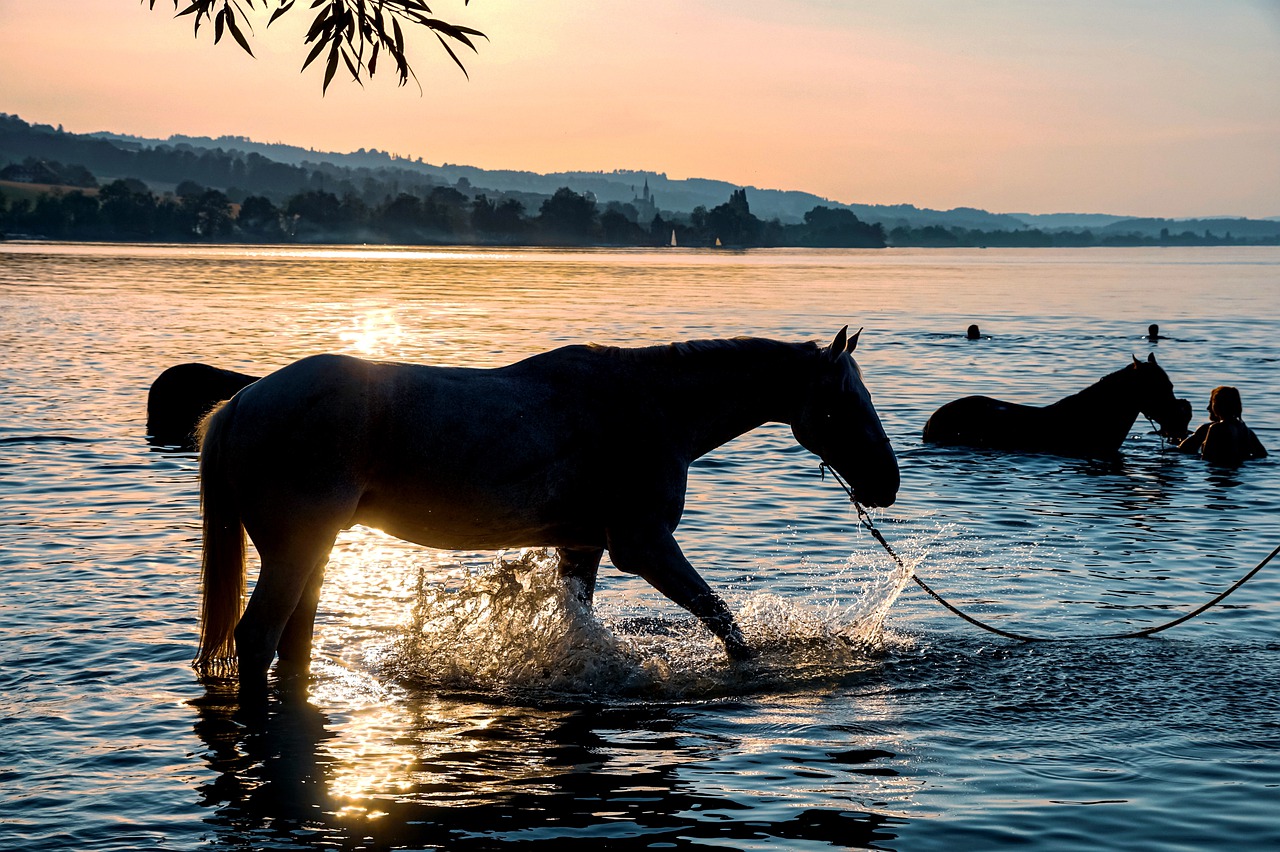 Wysłodki dla koni – źródło łatwo przyswajalnego błonnika i energia dla Twoich zwierząt!